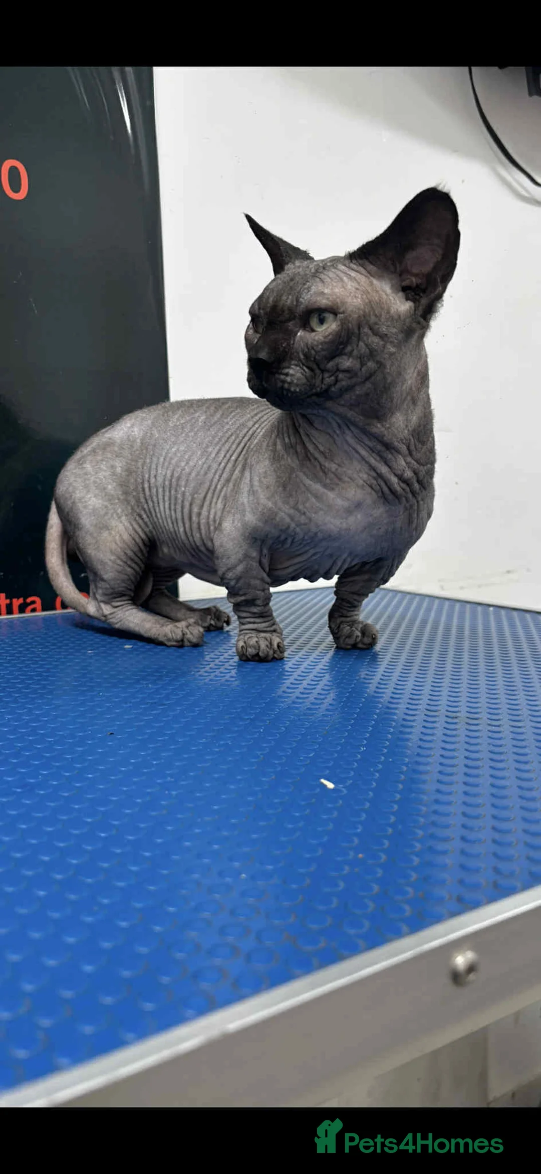 Sphynx cats for stud: STUD-SPHYNX BAMBINO TICCA ACTIVE  - Advert 2