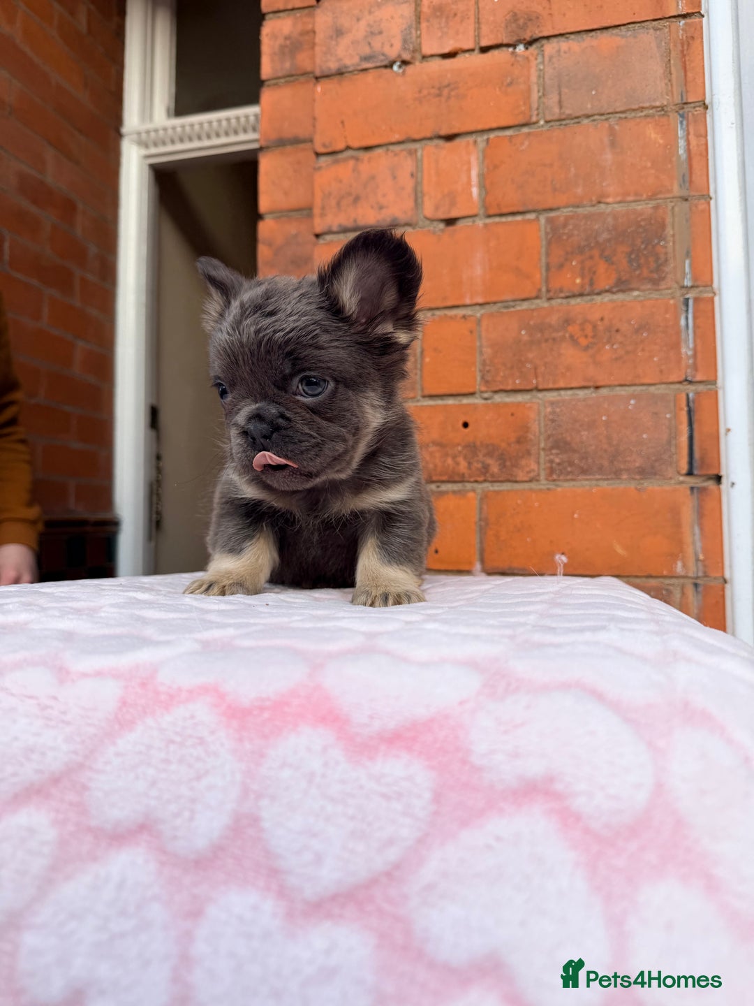 French Bulldog dogs for sale: Fluffy beautiful French bulldog baby’s  - Advert 2
