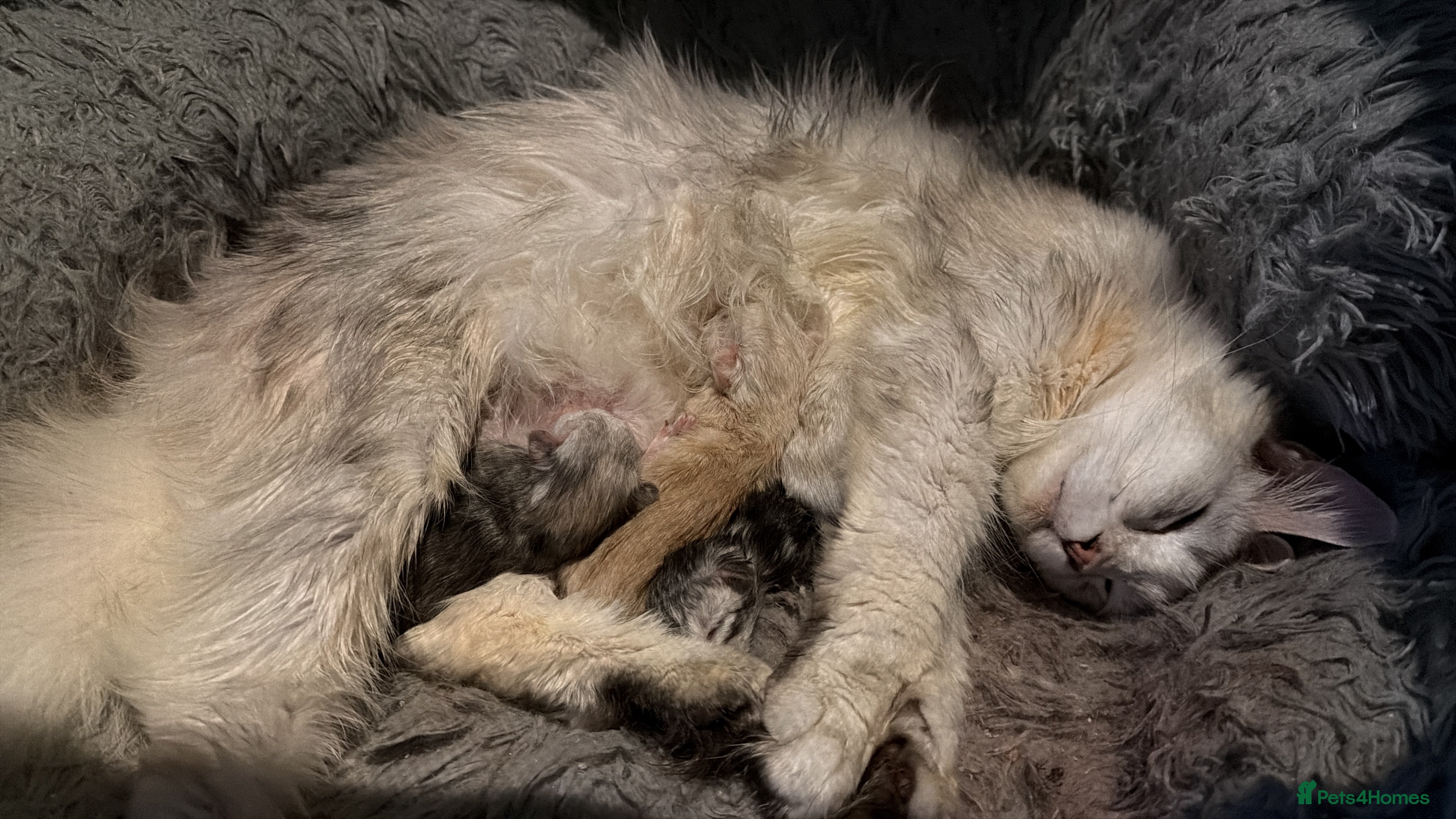 Maine Coon cats Pedigree little ginger boy - Advert 2