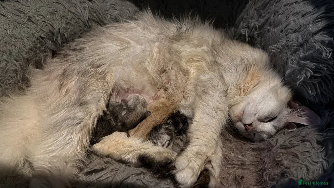 Maine Coon cats for sale: Pedigree little ginger boy - Advert 2