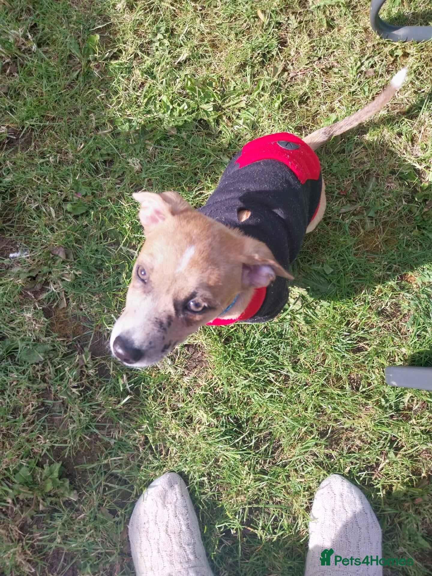 Mixed Breed dogs Teddy - Advert 1