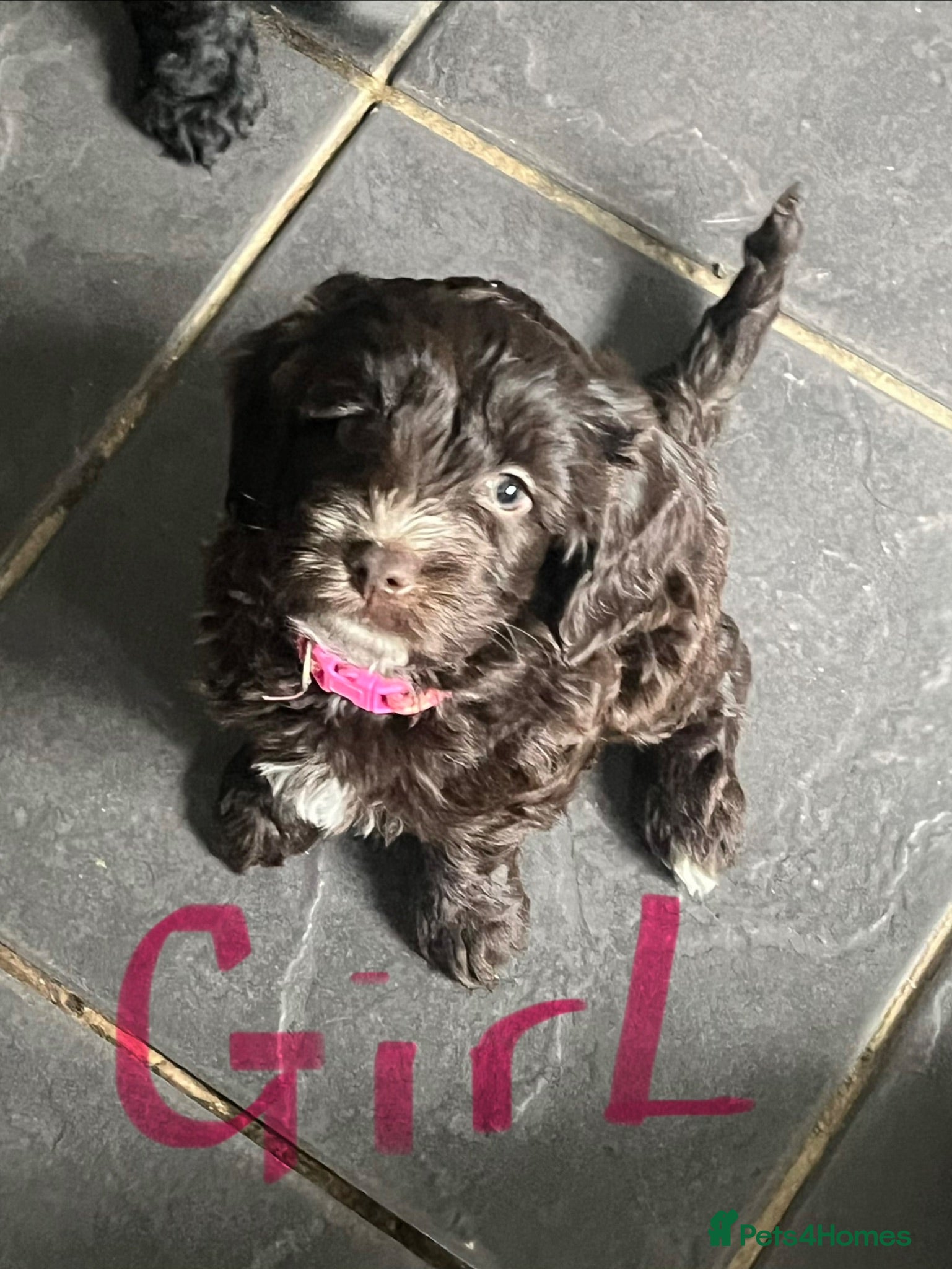 Cockapoo dogs Adorable cockapoo’s lovely in every way - Advert 1