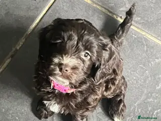 Cockapoo dogs Adorable cockapoo’s lovely in every way - Advert 1