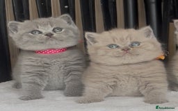 British Shorthair cats for sale: Absolutely beautiful BSH kittens  - Image 11