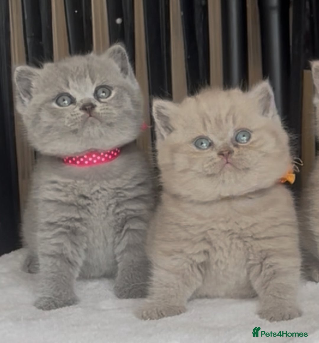 British Shorthair cats for sale: Absolutely beautiful BSH kittens  - Image 11
