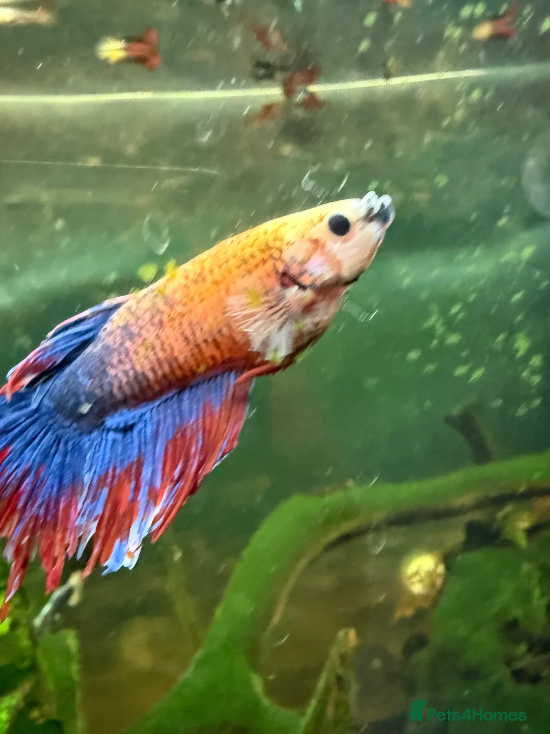 Other/Mixed Breed fish for sale: Full tropical tank set up  - Advert 1
