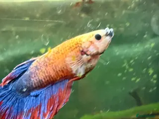 Other/Mixed Breed fish Full tropical tank set up - Advert 8