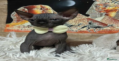 Sphynx cats - Advert 5