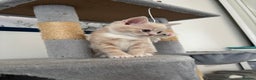 Mixed Breed cats for sale: Gorgeous 9 week old kittens  - Advert 2