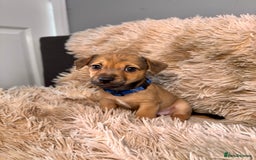Jack Russell dogs for sale: Much Wenlock Mix Miniature Jack Russell Puppies - Image 7