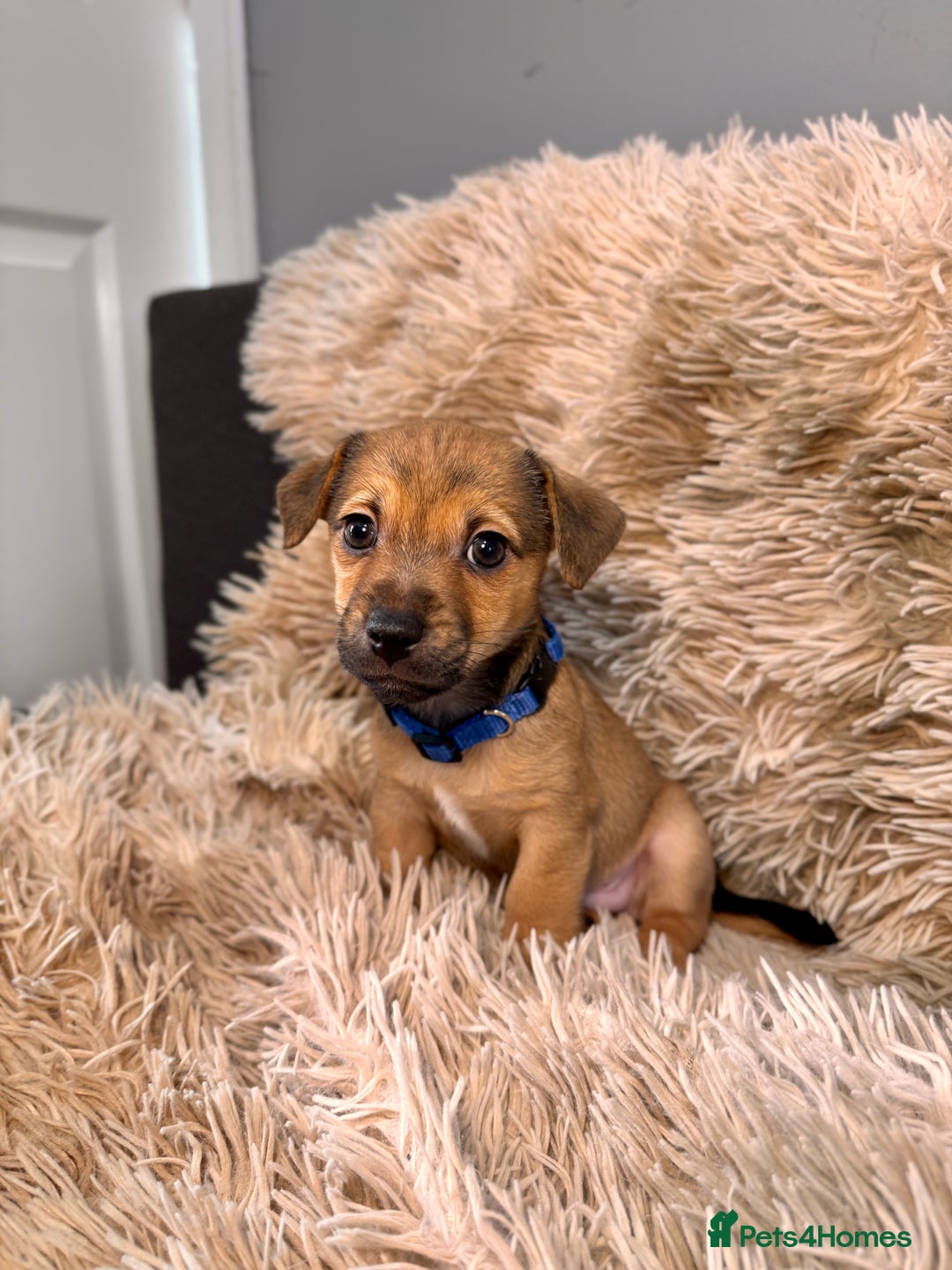 Jack Russell dogs for sale: Much Wenlock Mix Miniature Jack Russell Puppies - Image 7