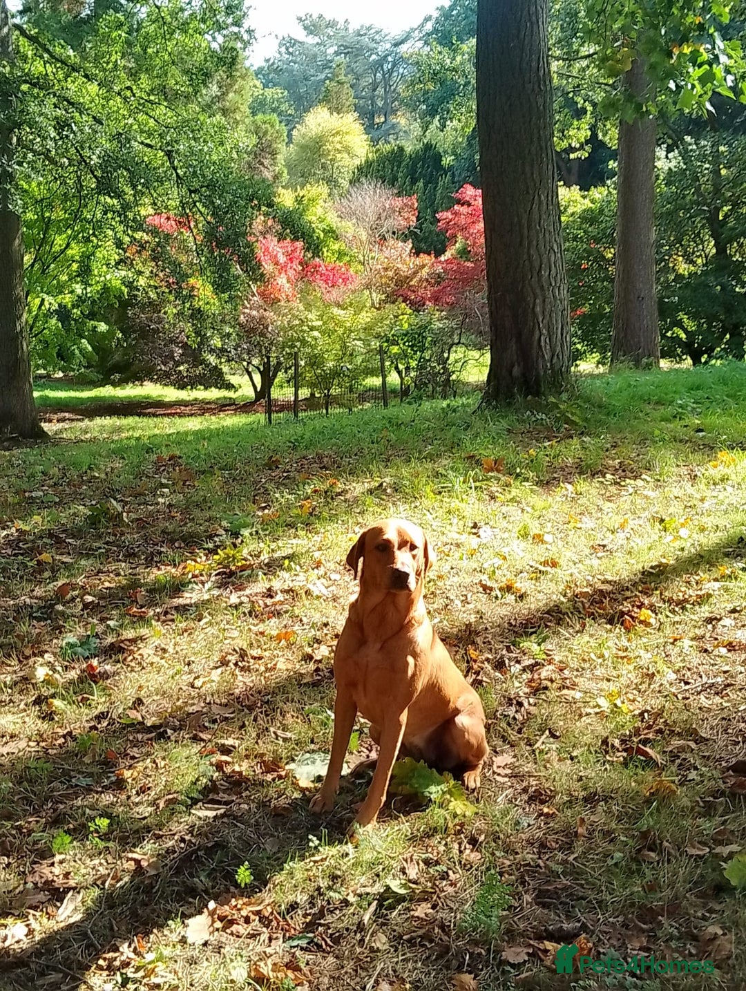 Labrador Retriever dogs for sale: Labrador puppies  - Advert 1