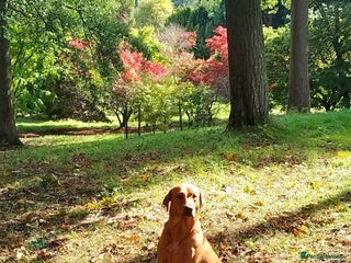 Labrador Retriever dogs - Advert 2