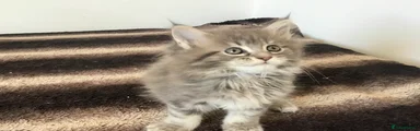 Maine Coon 5
