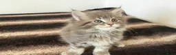 Maine Coon cats for sale: Bundles of maincoon fun  - Advert 12