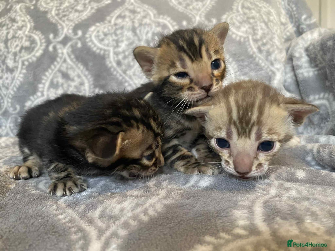 Bengal cats for sale: STUNNING TICA reg Bengal kittens ready to reserve - Image 4