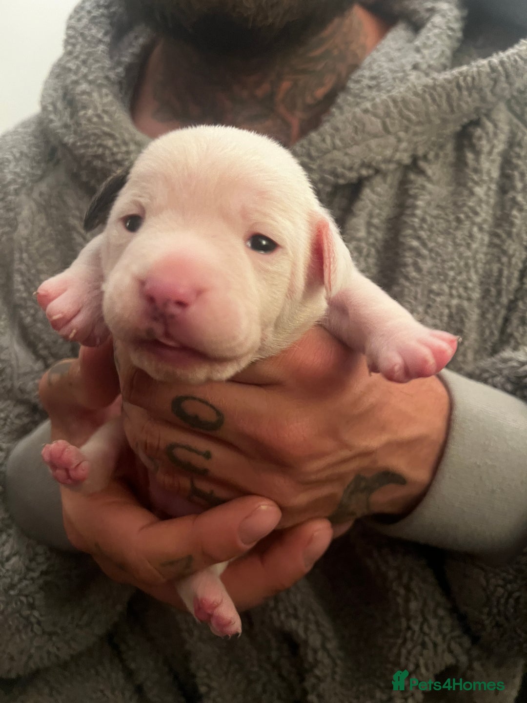 Mixed Breed dogs for sale: Bulldach Puppies - Image 24