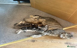Domestic Shorthair cats for sale: Gorgeous little tabby girl - ready to go - Image 7