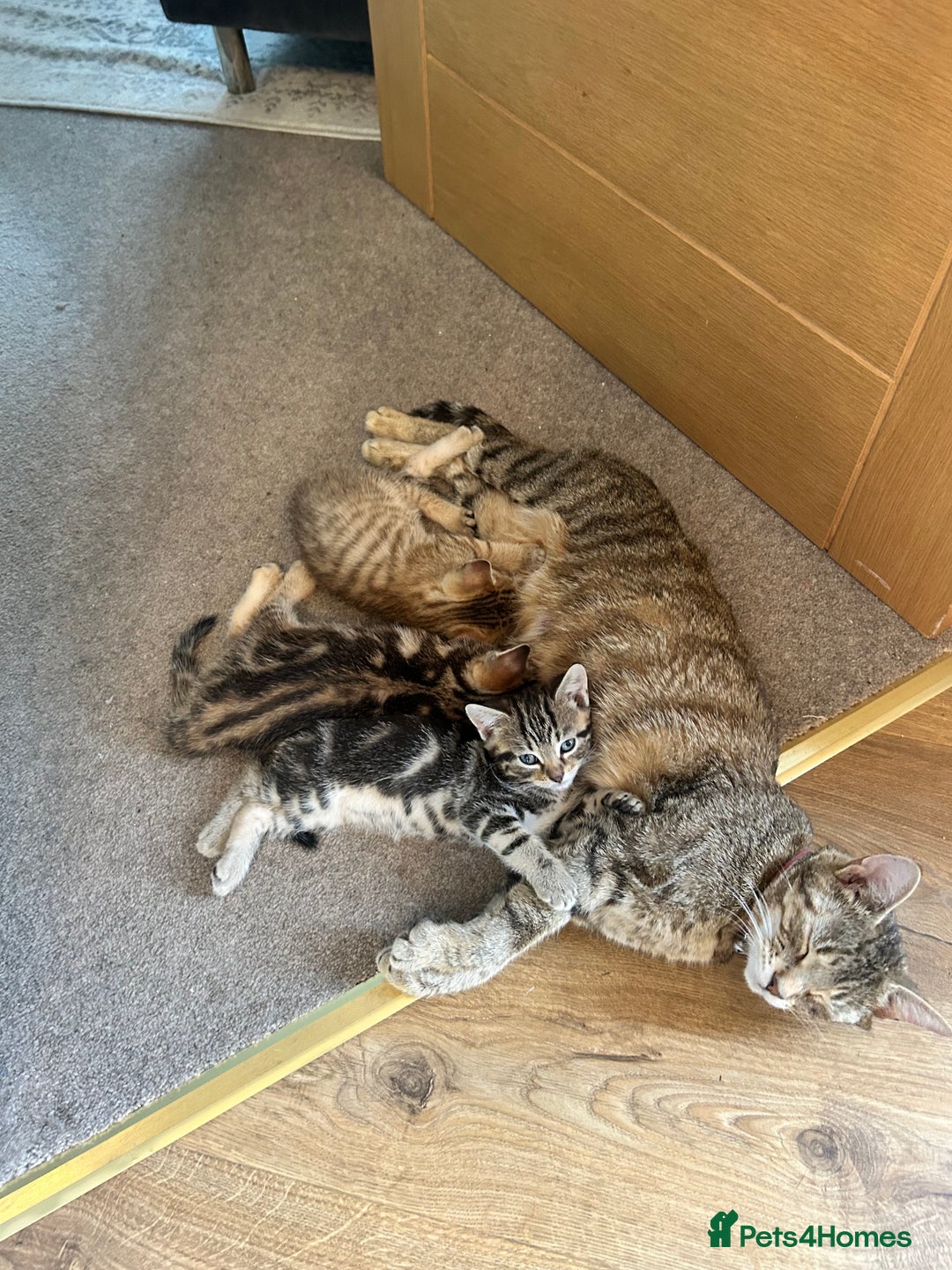Domestic Shorthair cats for sale: Gorgeous little tabby girl - ready to go - Image 7