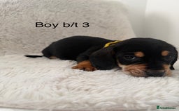 Mixed Breed dogs for sale: Docker dachshund ** paniel puppies  - Image 12