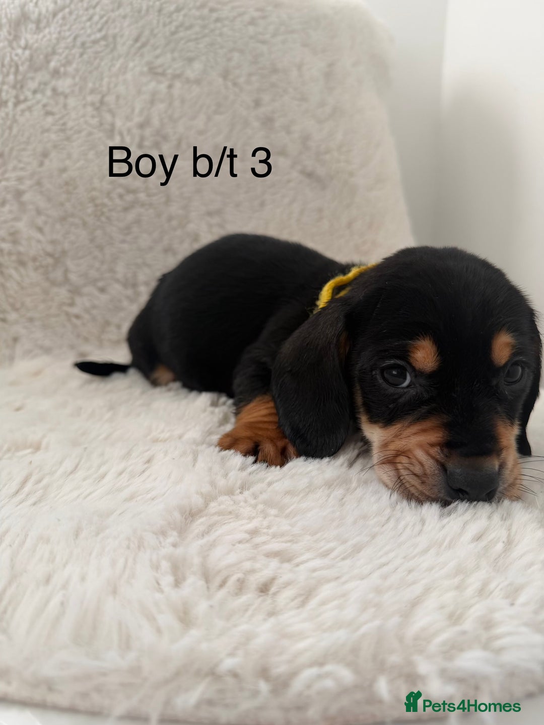 Mixed Breed dogs for sale: Docker dachshund ** paniel puppies  - Image 12