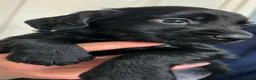 Cocker Spaniel dogs for sale:  kc working cockers spaniels "Shropshire " in Bridgnorth - Advert 11