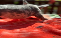 French Bulldog dogs for sale: Adorable French Bulldogs - Image 28