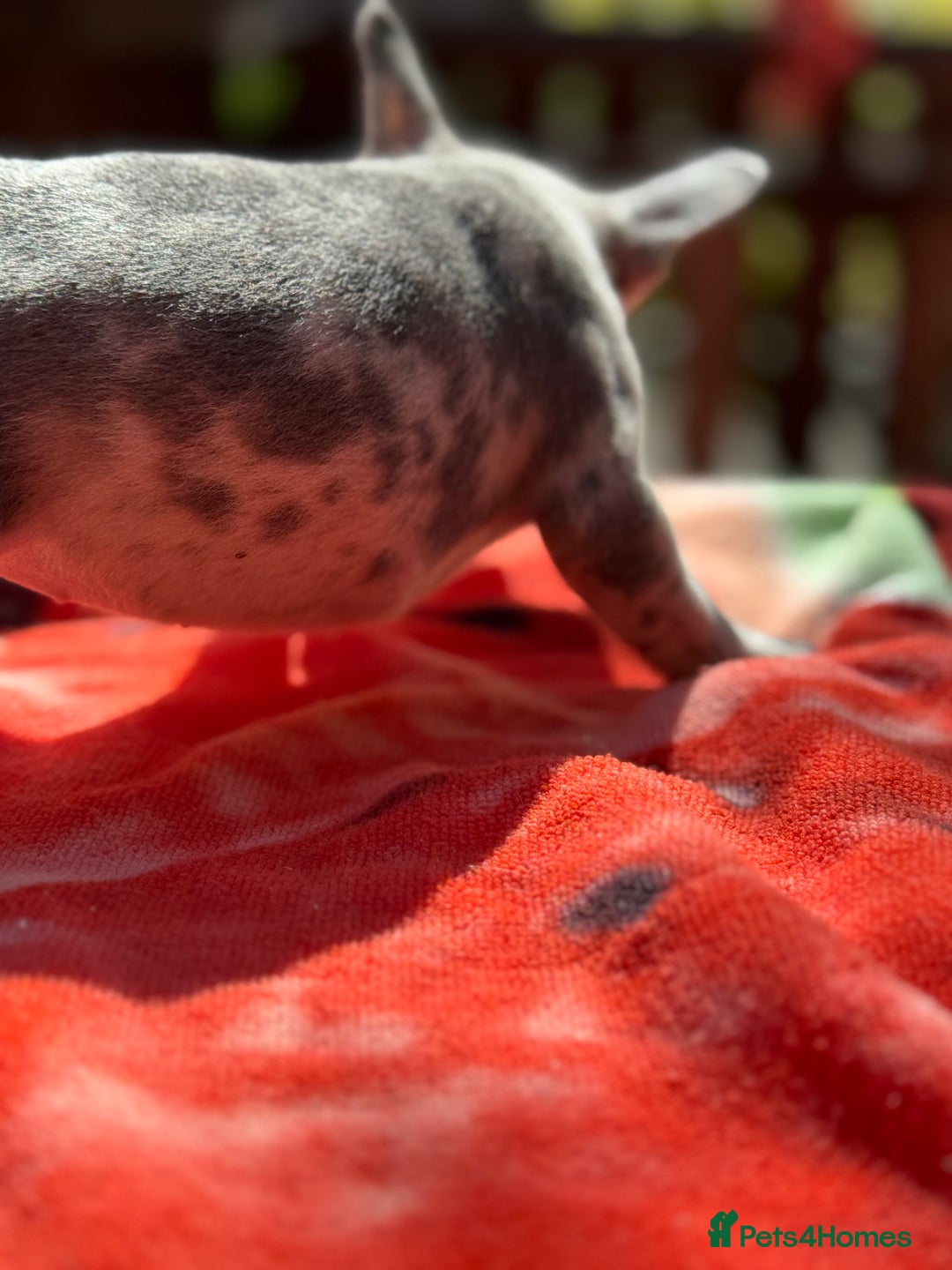 French Bulldog dogs for sale: Adorable French Bulldogs - Image 28