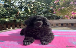 Miniature Poodle dogs for sale: Signature Miniature Poodle Puppies - Image 2