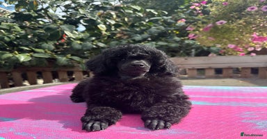 Miniature Poodle dogs - Advert 11