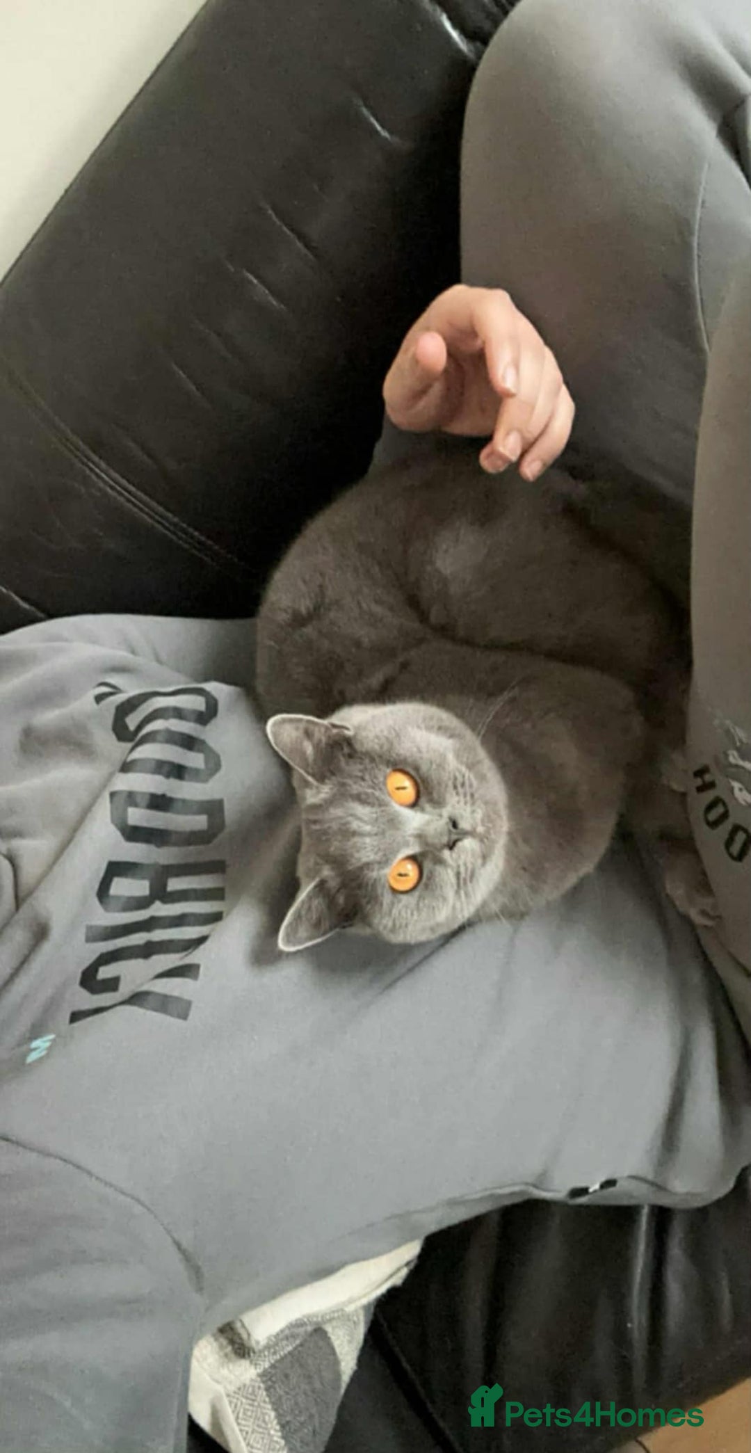 British Shorthair cats for sale: British female cat - Advert 2