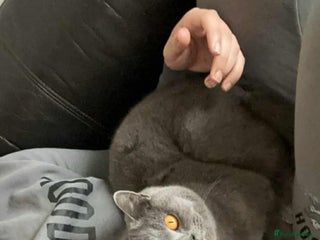 British Shorthair cats British cat - Advert 1