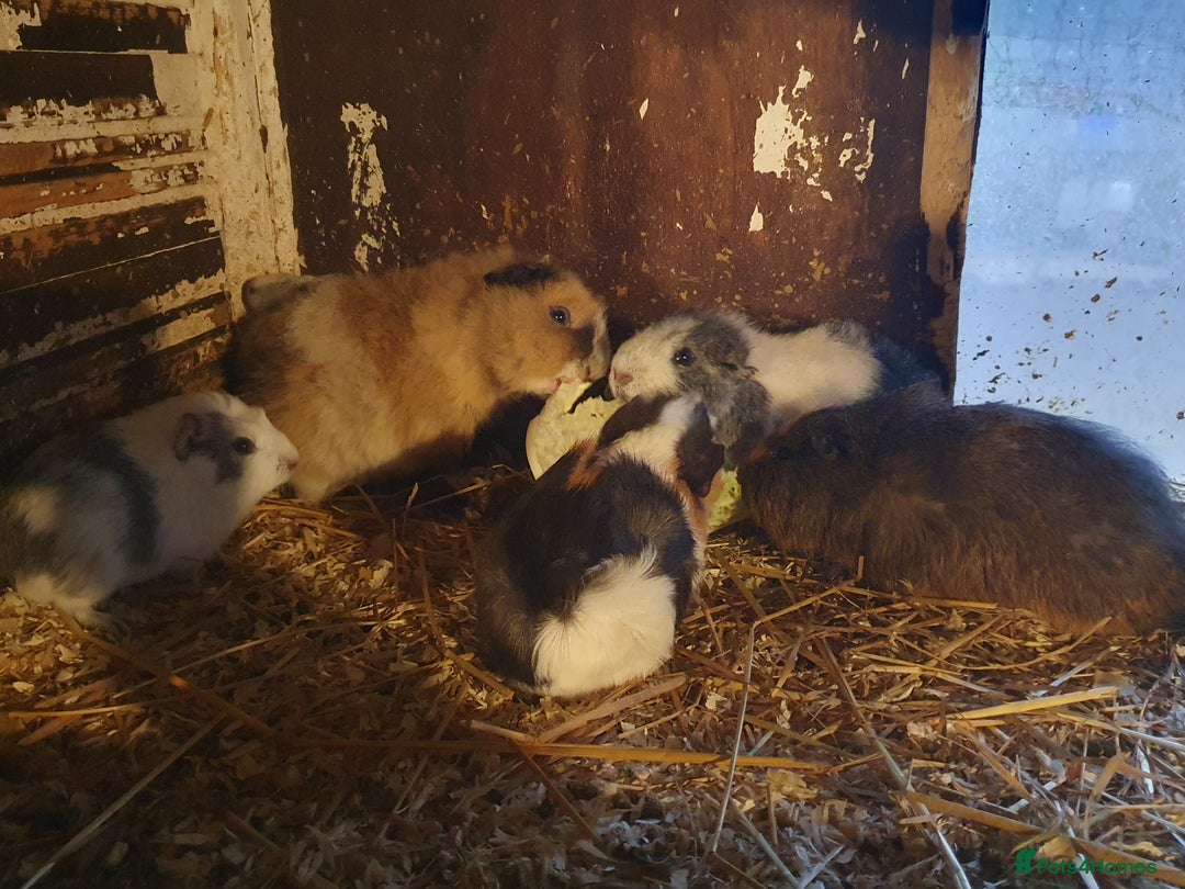 Guinea Pig rodents for sale: Guinea pigs  - Advert 3