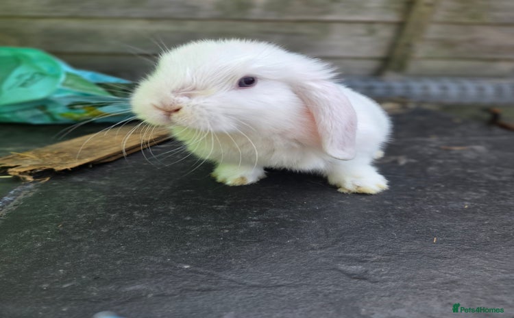 Mini Lion Lop rabbits - Advert 2