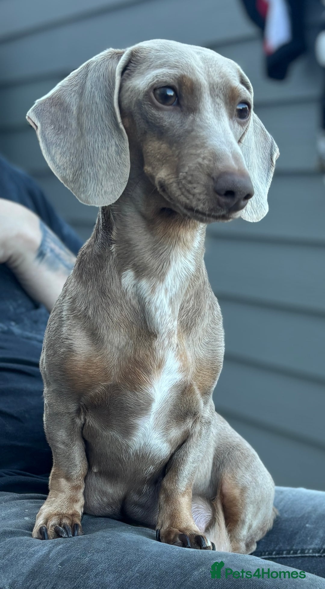 Miniature Dachshund dogs for sale: Beautiful KC Reg Miniature Dachshund Puppies - Image 27
