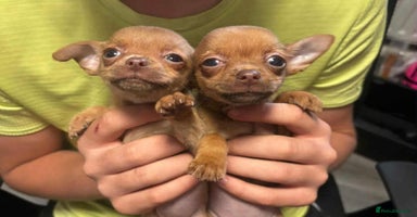 Chihuahua dogs - Advert 5