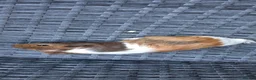 Guinea Pig rodents for sale: Baby boy guinea pigs ready to leave  - Advert 5
