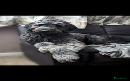 Goldendoodle dogs for stud: Frankie for stud only.   - Image 3