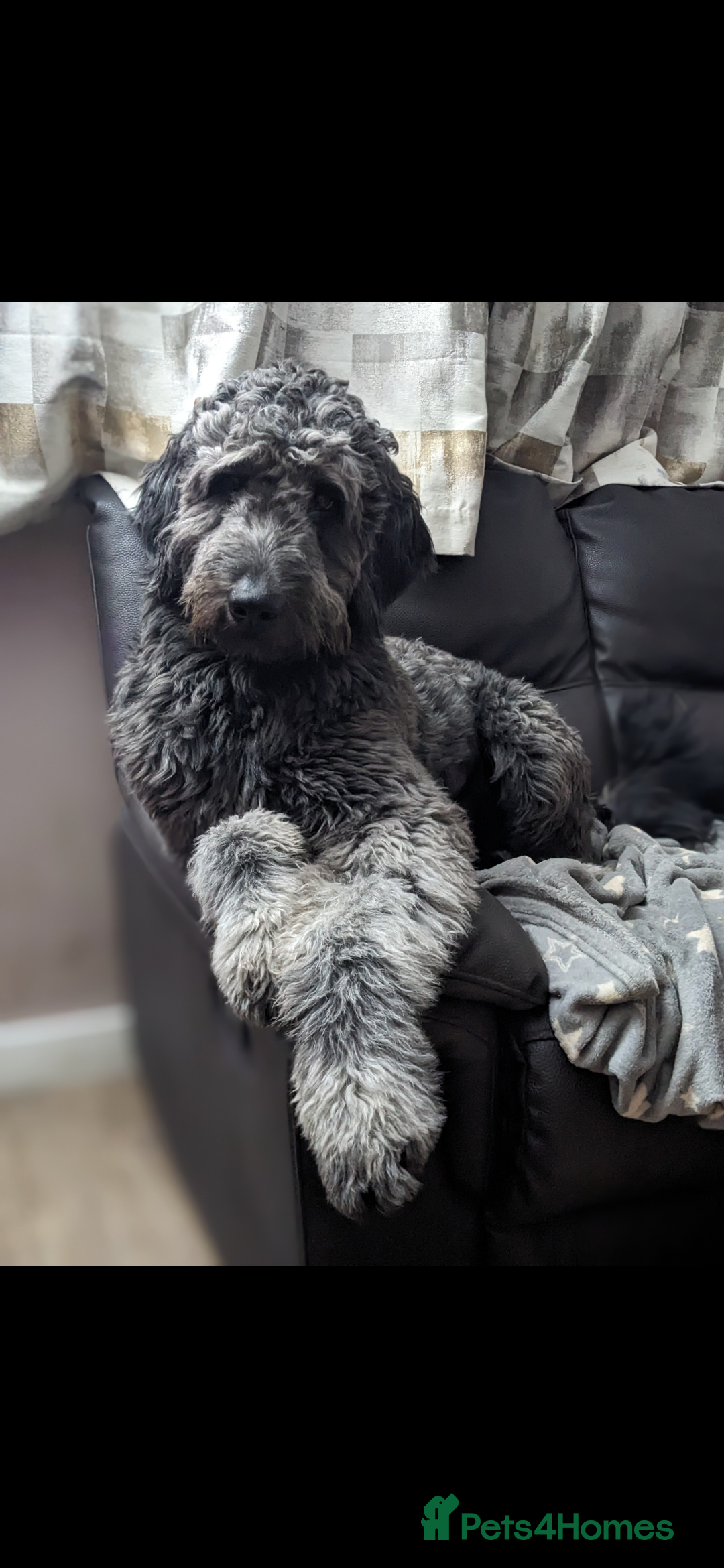 Goldendoodle dogs for stud: Frankie for stud only.   - Image 3