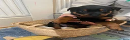 Rottweiler dogs for sale: Beautiful full bread Rottweiler pups  - Advert 8