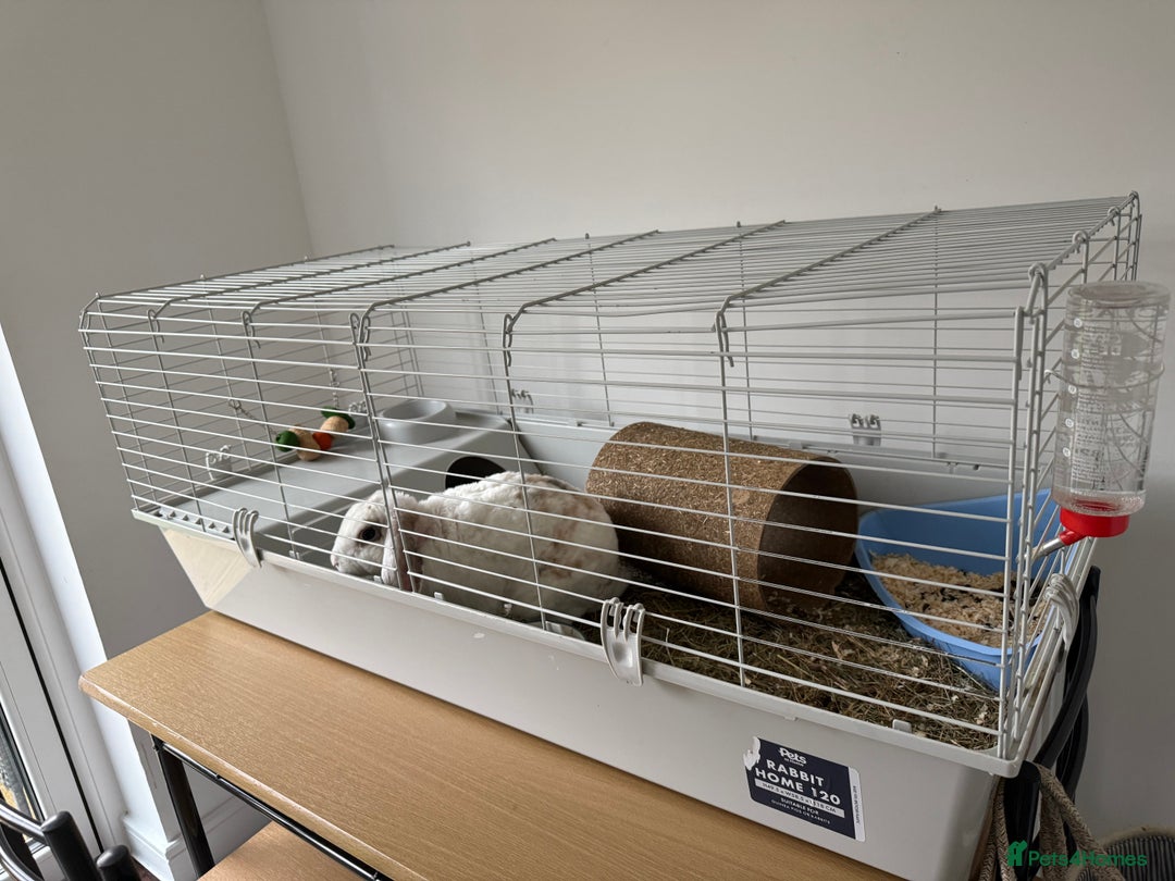 Mixed Breed rabbits for sale: 8/9 month rabbit - Advert 4