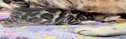 Bengal cats for sale: TICA registered health tested show quality bengals - Advert 10