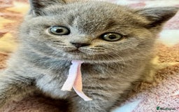 British Shorthair cats for sale: GORGEOUS Pedigree BSH Kittens from Show Breeder - Image 5