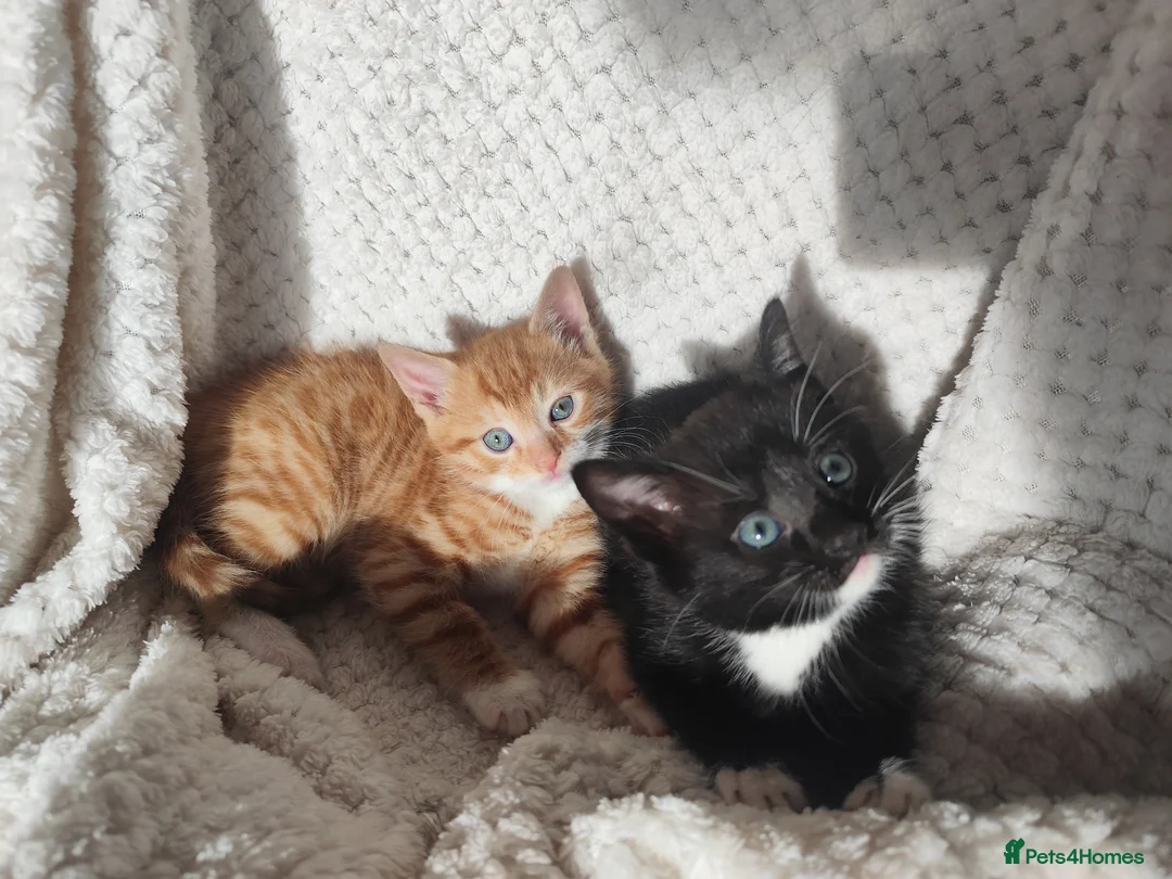 Domestic Shorthair cats for sale: Adorable kittens for sale - Advert 11