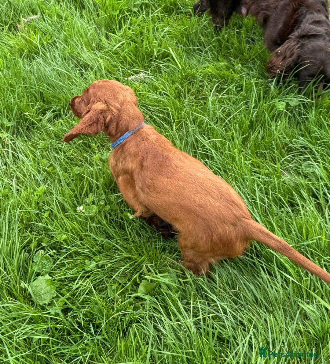 Irish Setter dogs for sale: Stunning Irish Red Setters pups - 1 Boy left - Image 15