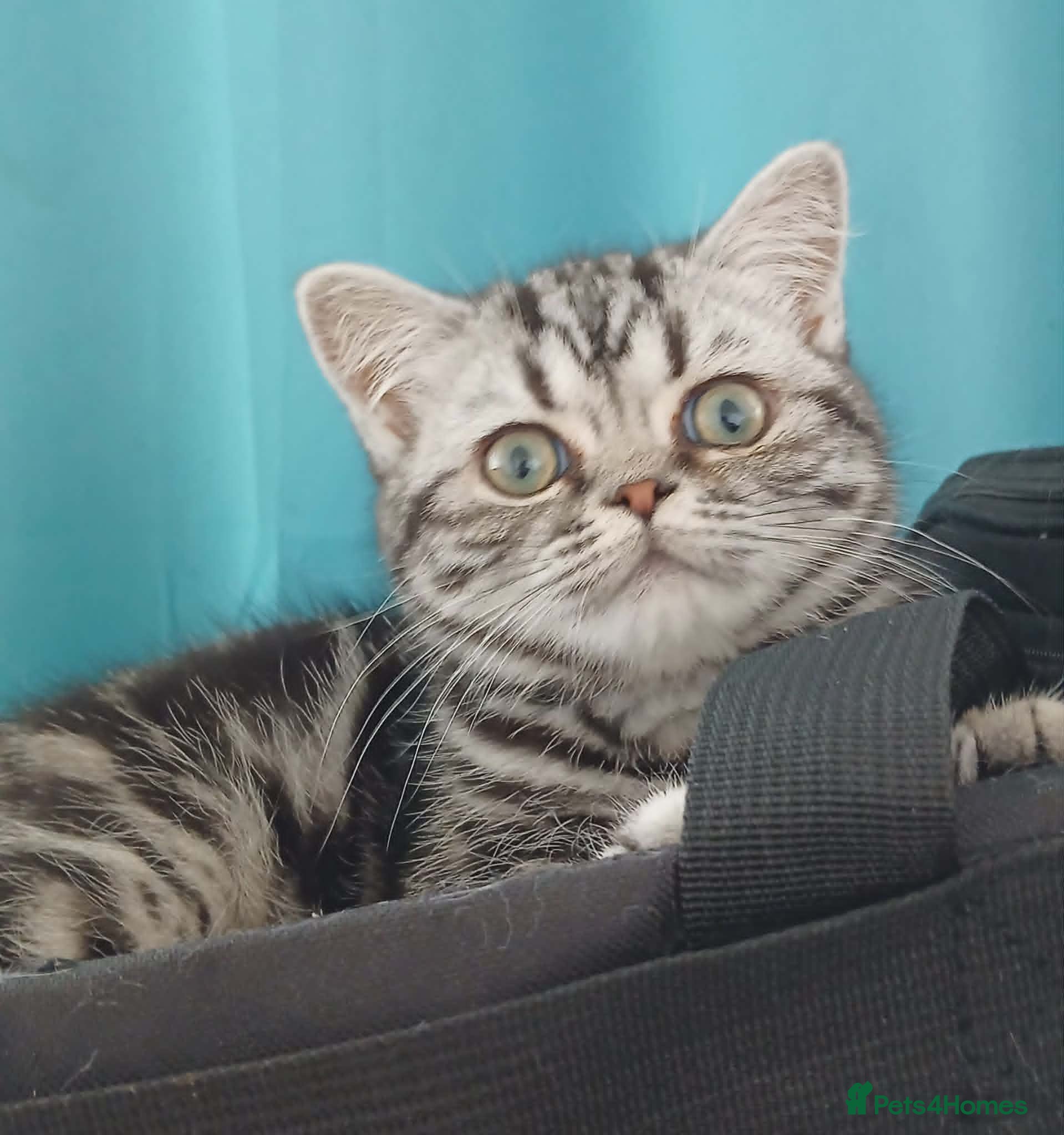 British Shorthair cats Bsh. Silver Classic Tabby . - Advert 1