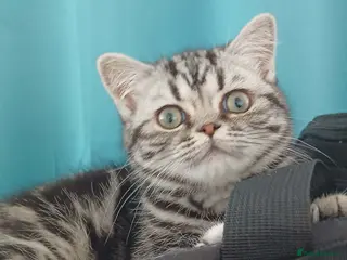 British Shorthair cats Bsh. Silver Classic Tabby . - Advert 1