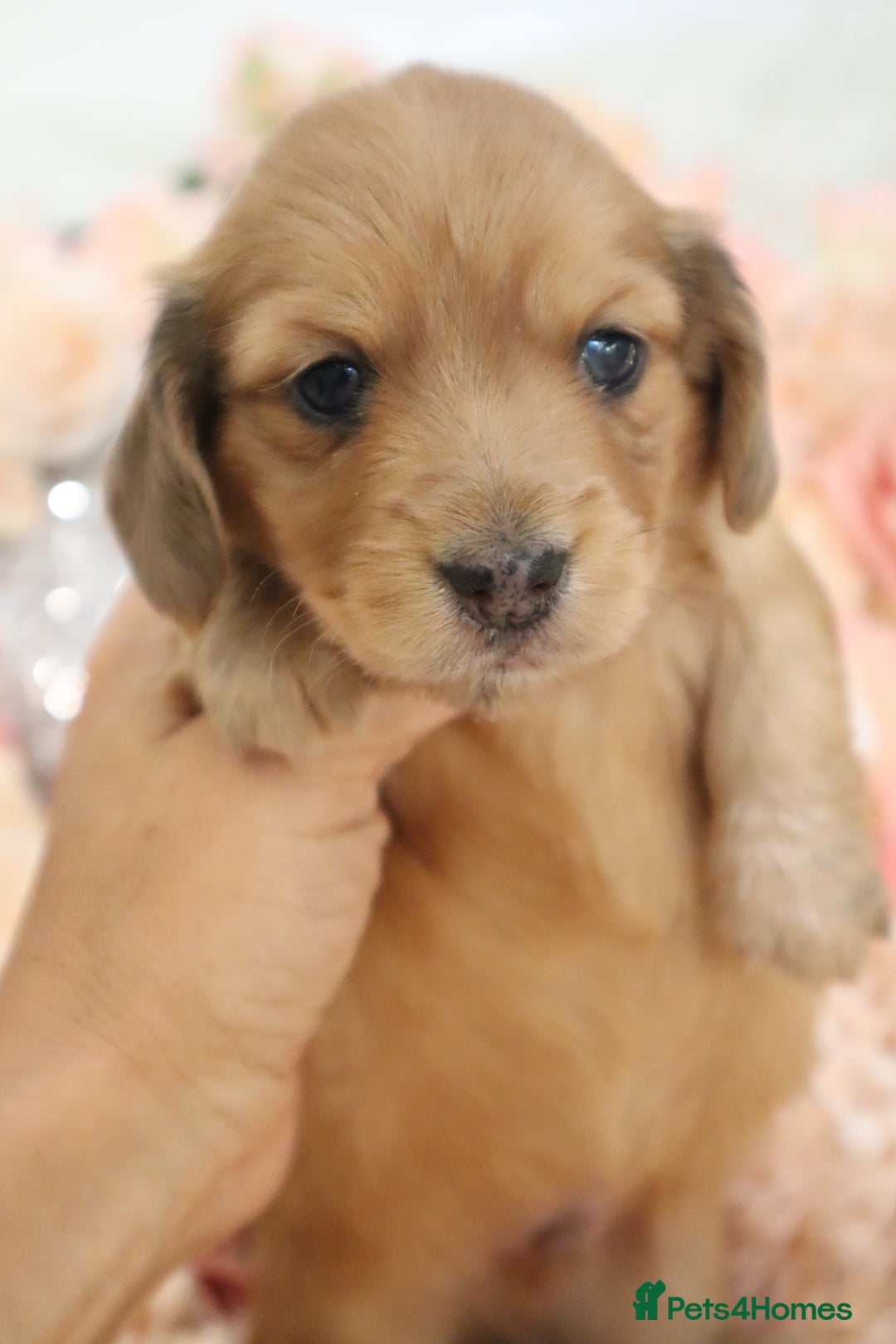 Miniature Dachshund dogs for sale: KC Registered Miniature Dachshund Puppies - Image 24