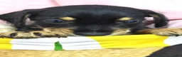 Mixed Breed dogs for sale: Daschund X Schnauzer puppies  - Advert 25