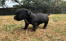 Jack Russell dogs for sale: Jack Russel terrier puppies for sale - Image 7